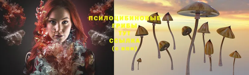 Галлюциногенные грибы Cubensis  купить  цена  Купино 